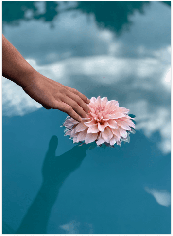 Hand die een roze bloem op het water legt